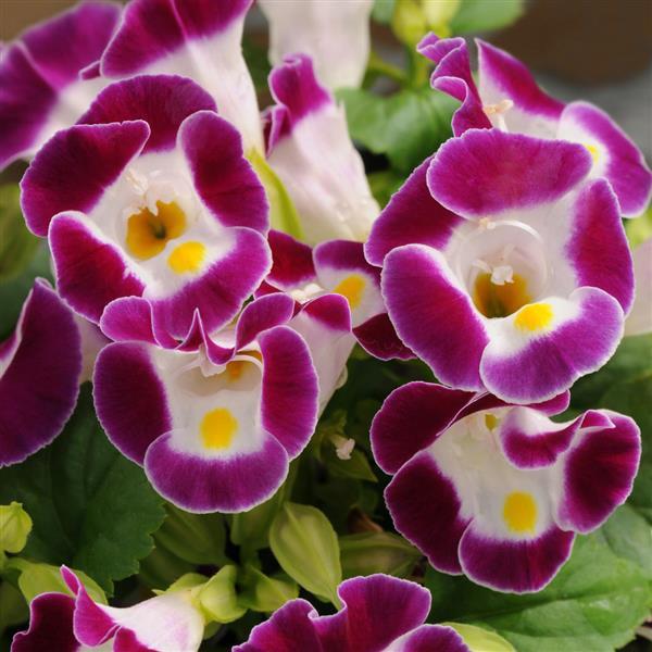 Torenia fournieri Burgundy- торения (059)
